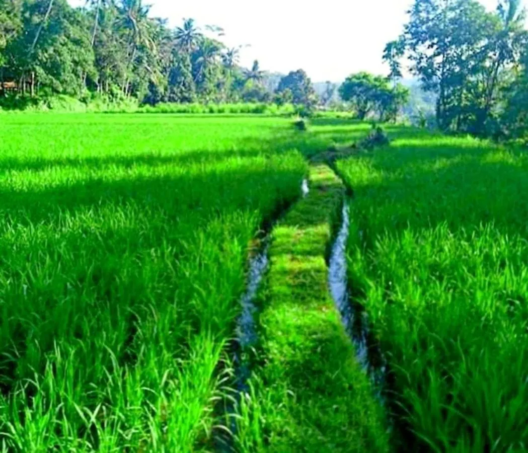 Lovely Sunrise 3 Bedroom Villa Ubud  0*, Ubud (Bali)