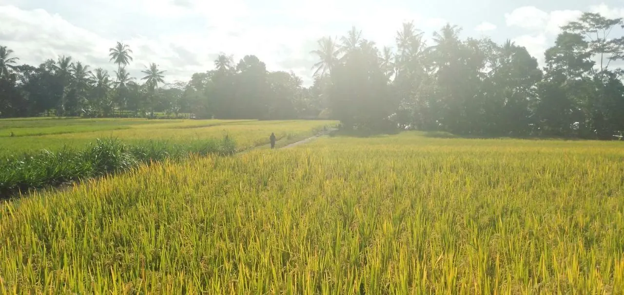 Lovely Sunrise 3 Bedroom Villa Ubud   Ubud (Bali)
